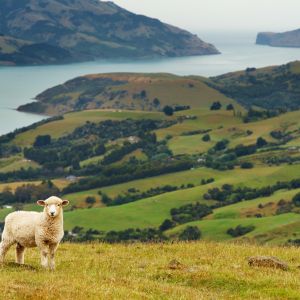 10 Places You'll Love To Visit In New Zealand - Sheep on hills