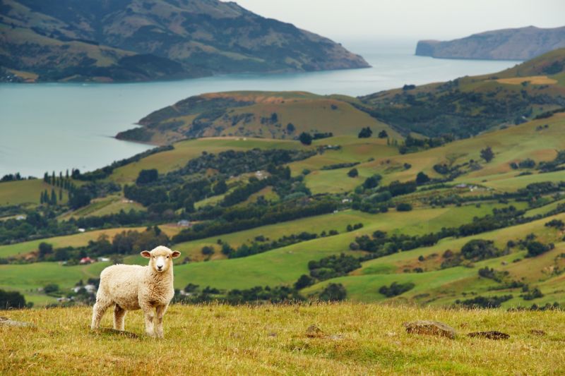 10 Places You'll Love To Visit In New Zealand - Sheep on hills